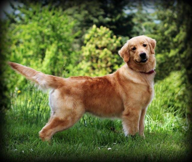 13173177_274567622887708_5183540482962965411_o