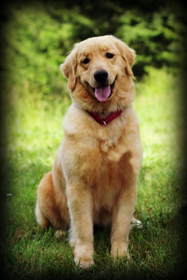 13179127_274567662887704_4369622498170103645_n