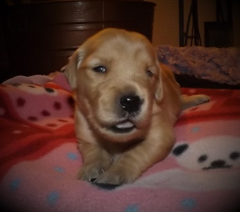 20170304Lavender(20)