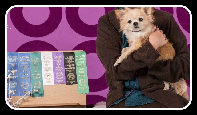 Spyder UKC CH framed