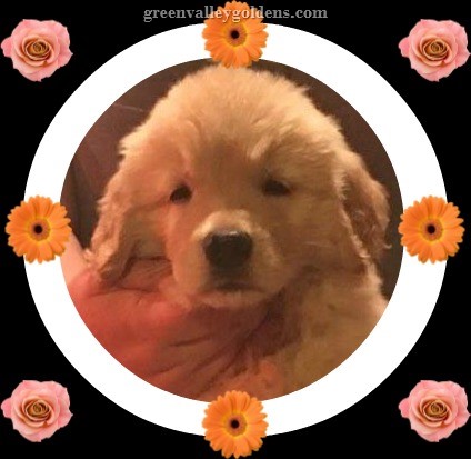 2017-05-02 fluffy front stack framed