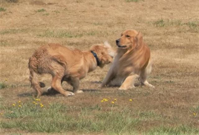 20622272_272174463265245_7026769933560875787_n