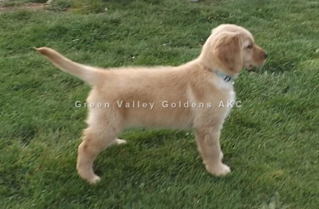 aurora in yard april 5 2017