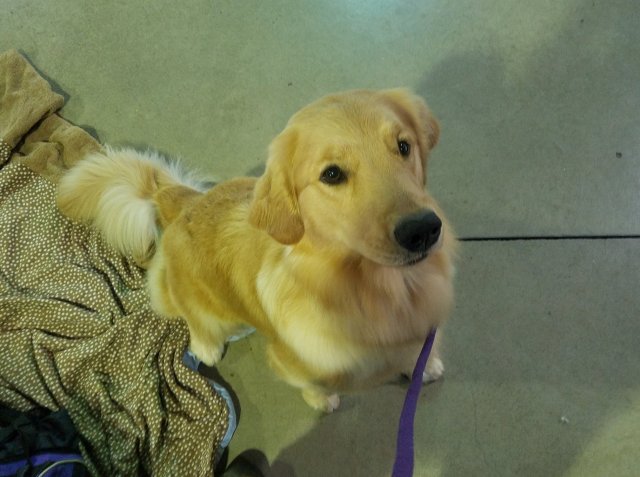 30726385_367191197096904_3197753484317294592_o