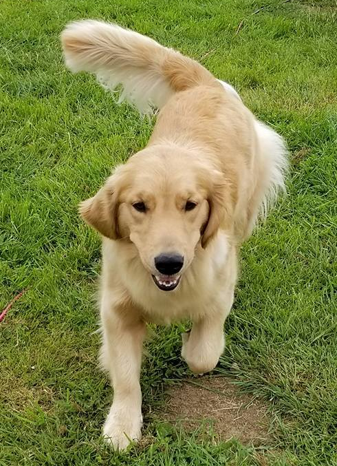 32739220_380335299115827_5283756612505305088_n