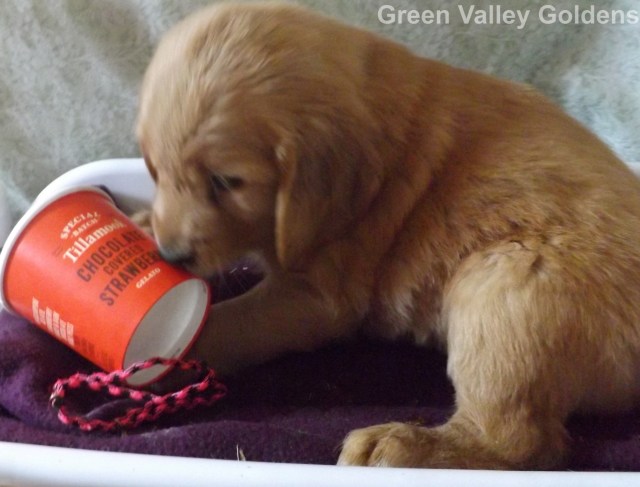 Eclipse Chocolate Covered Strawberry pic