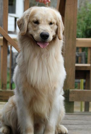 javasittingperked18mos (1)